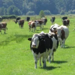 De kracht en de valkuilen (Leonne & Gjällt)